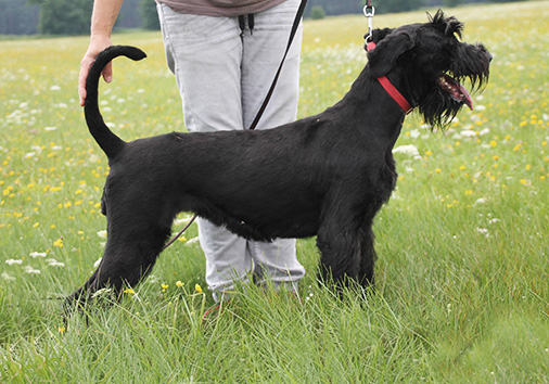Aurelia v. Nordexpress, 3 Jahre 11 Monate alt