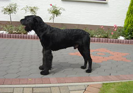 Enzo v. Nordexpress, 4 Jahre 4 Monate alt