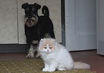 typisch Hund und Katz - Unicum & Edradour