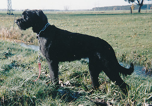 Hansa v. Nordexpress