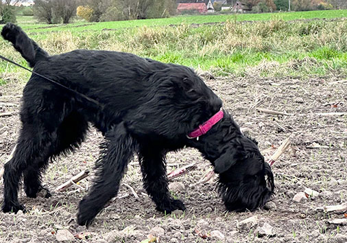 Hazel v. Nordexpress, 1 Jahr 9 Monate alt