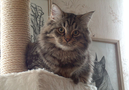 Kasimir, 6 Monate alt