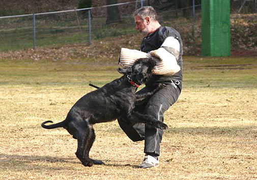 Porthos v. Nordexpress, 3 1/2 Jahre alt