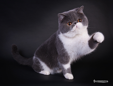 IC Jokercats Rosalie Rosebud