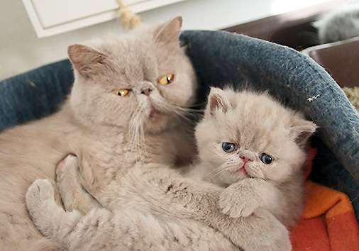 hier geht es zu den Katzen