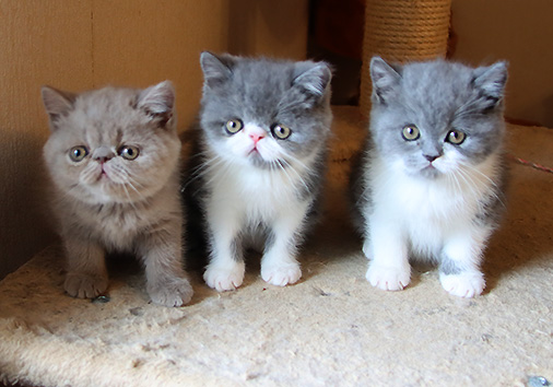 hier geht es zu den Katzen