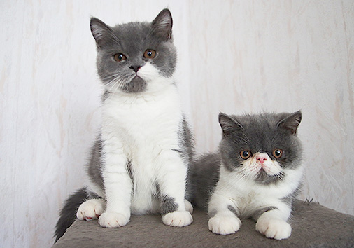 hier geht es zu den Katzen