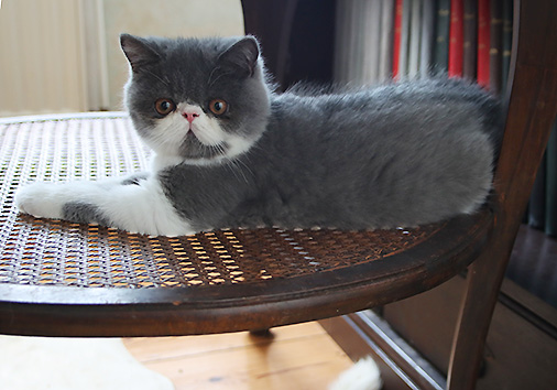 hier geht es zu den Katzen
