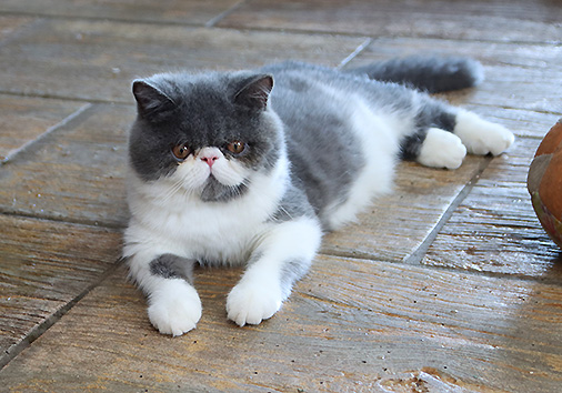 hier geht es zu den Katzen