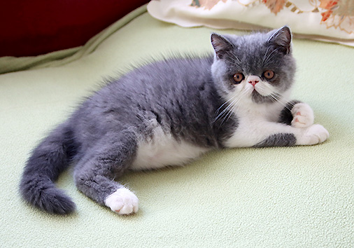 Talisker vom Nordexpress