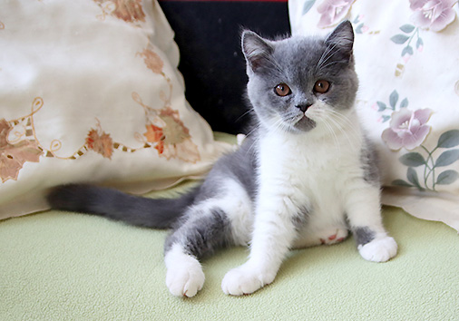 Troll vom Nordexpress